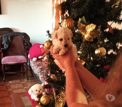 Perros en Venta Villa Alemana Valparaíso - Fotos de Bellísima hembrita Poodle toy