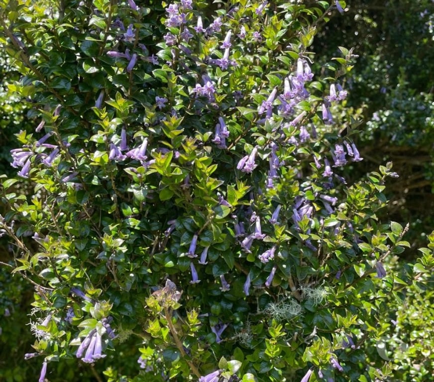 Venta de Haciendas Chiloé Ancud - Fotos de Hermosa parcela de agrado 1,26ha Ancud, Cogomó – Chiloe