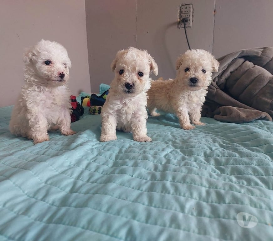 Gatos en Venta Talca Talca - Fotos de Raza poodle toy