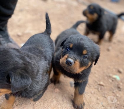 Gatos en Venta Talca Talca - Fotos de Cachorros rottweiler