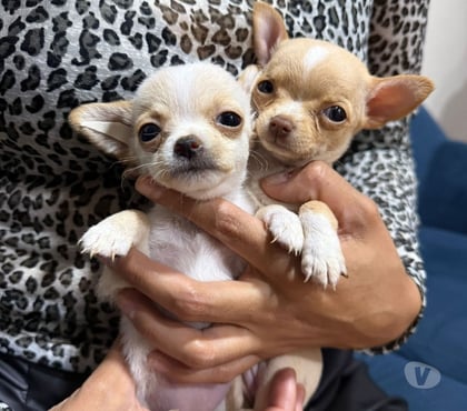 Venta de Mascotas Talca Talca - Fotos de Raza chihuahua legítimos