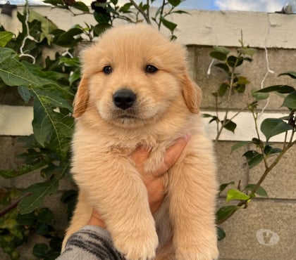 Venta de Mascotas Talca Talca - Fotos de Golden retriever