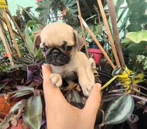 Raza pug hermosos