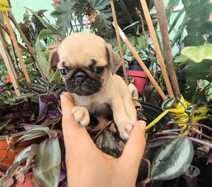 Gatos en Venta Talca Talca - Fotos de Raza pug hermosos