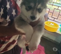 Husky siberiano