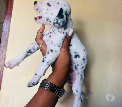 Perros en Venta Talca Talca - Fotos de Cachorros dálmatas