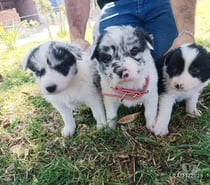 Cachorros border collie