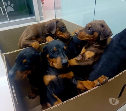 Mascotas en Venta Talca Talca - Fotos de Cachorros doberman