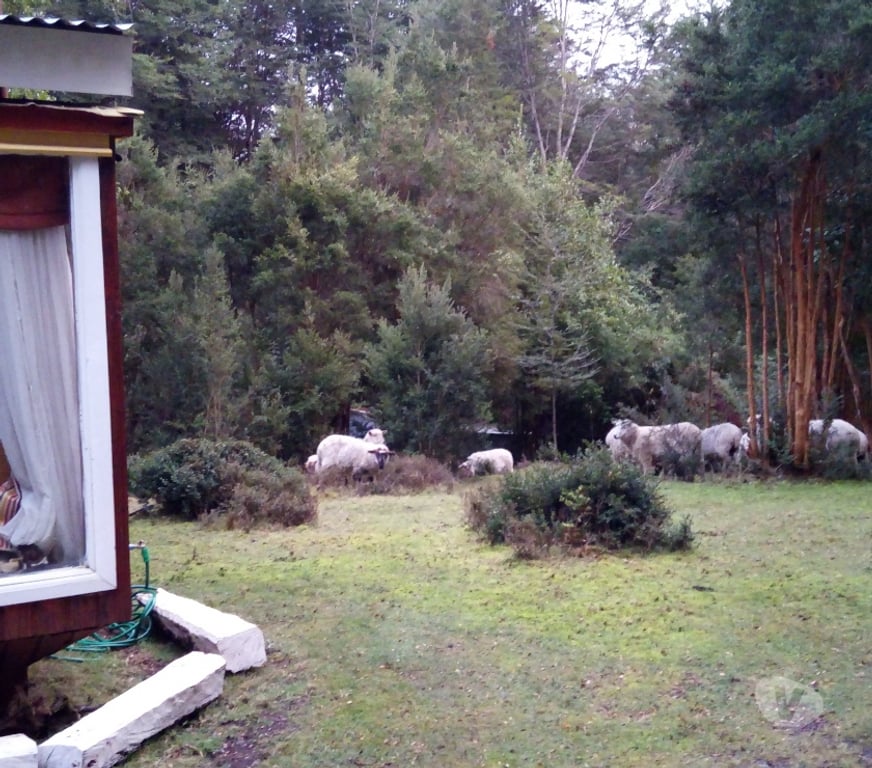 Bienes Raices Chiloé Puqueldón - Fotos de Terreno 7.400 M2 En Isla Lemuy Con Casa Y Bosque