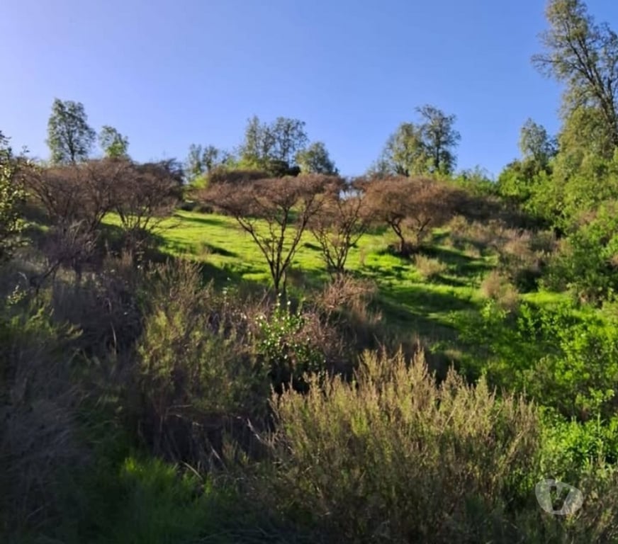 Parcelas en Venta Melipilla Melipilla - Fotos de PARCELA AGRICOLA 7 HECTAREAS CASA SAN PEDRO DE MELIPILLA!