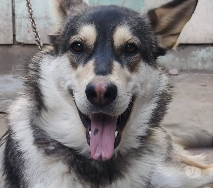 Adopción ed Animales Santiago Estación Central - Fotos de ELLA ES LA LOBA