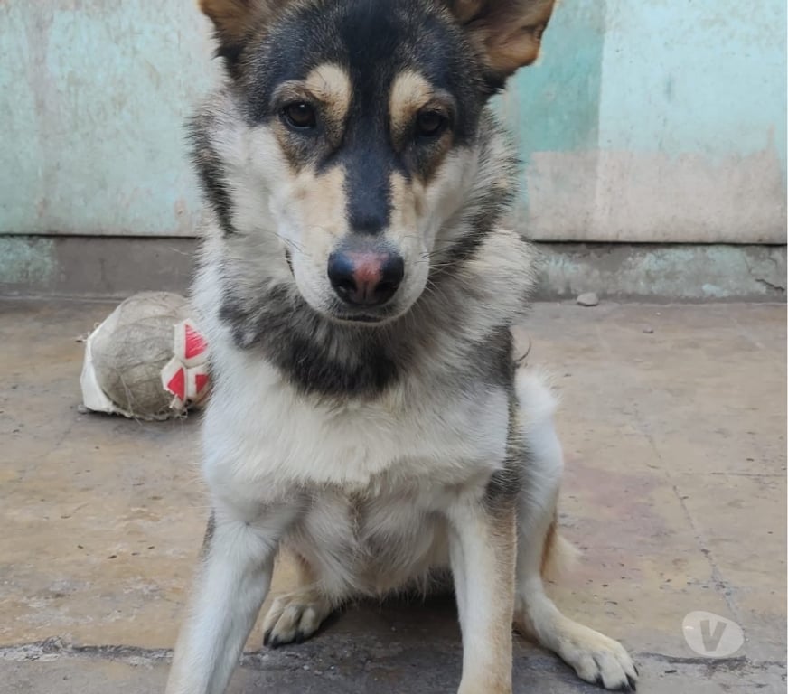 Adopción ed Animales Santiago Estación Central - Fotos de ELLA ES LA LOBA
