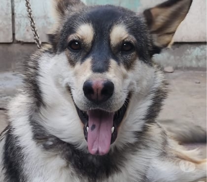 Mascotas Adopción Estación Central Santiago - Fotos de ELLA ES LA LOBA