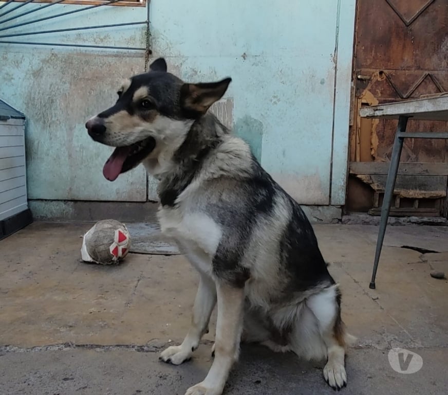 Adopción ed Animales Santiago Estación Central - Fotos de Ella es la loba y busca dueñ@