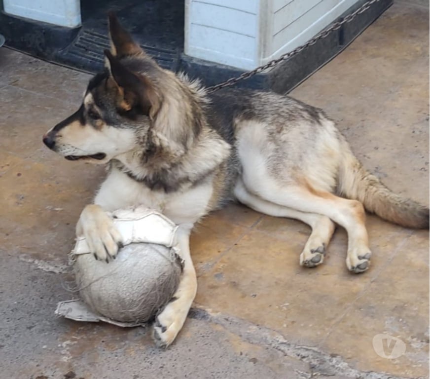 Adopción ed Animales Santiago Estación Central - Fotos de Ella es la loba y busca dueñ@