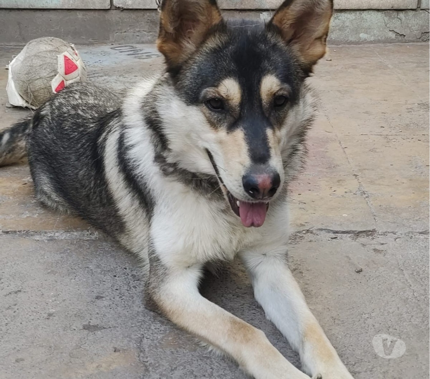 Adopción ed Animales Santiago Estación Central - Fotos de Ella es la loba y busca dueñ@