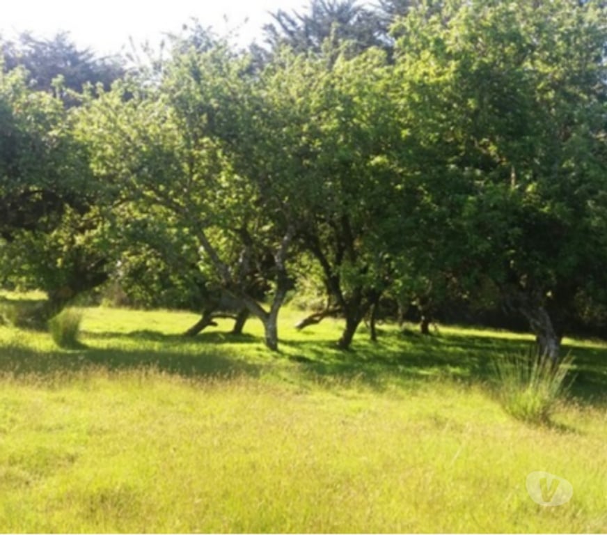 Parcelas en Venta Chiloé Ancud - Fotos de En Ancud, Vende Terreno de 2 hectáreas, con 2 Casas.