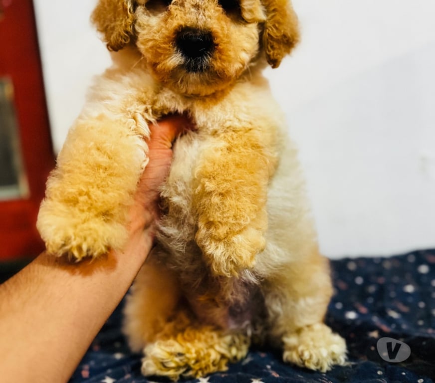 Gatos en Venta Santiago La Cisterna - Fotos de Machito poodle toys apricot +56923728041
