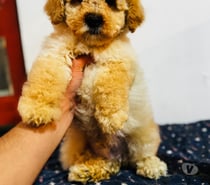 Machito poodle toys apricot +56923728041