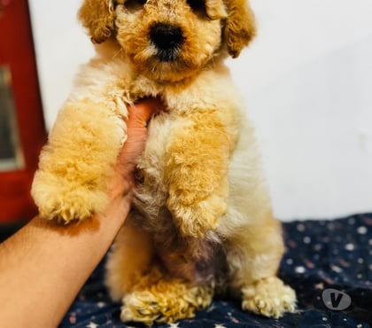 Mascotas en Venta La Cisterna Santiago - Fotos de Machito poodle toys apricot +56923728041