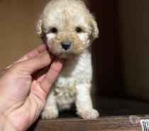 Hermosa hembra micro tiys