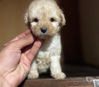 Mascotas en Venta La Cisterna Santiago - Fotos de Hermosa hembra micro tiys