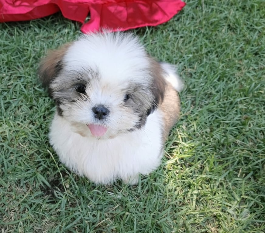 Gatos en Venta Maipo Paine - Fotos de Shih Tzu machos