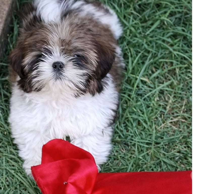 Gatos en Venta Maipo Paine - Fotos de Shih Tzu machos