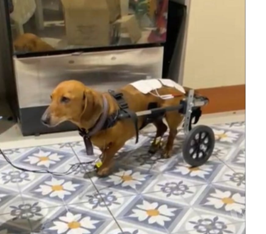 Veterinarios-Servicios-Accesorios Santiago Recoleta - Fotos de ANDADERAS, SILLAS, CARRITOS PARA PERROS INVÁLIDOS