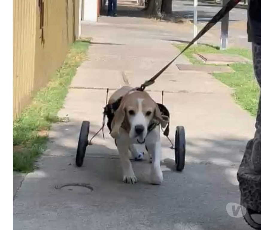 Veterinarios-Servicios-Accesorios Santiago Recoleta - Fotos de ANDADERAS, SILLAS, CARRITOS PARA PERROS INVÁLIDOS