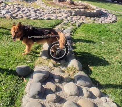 Servicios para Mascotas Recoleta Santiago - Fotos de ANDADERAS, SILLAS, CARRITOS PARA PERROS INVÁLIDOS