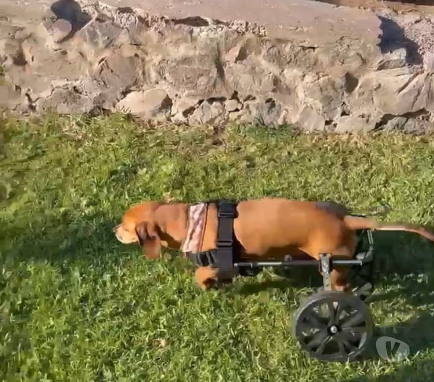 Veterinarios-Servicios-Accesorios Santiago Recoleta - Fotos de FABRICACIÓN DE CARRITOS A MEDIDAS PARA PERROS INVÁLIDOS