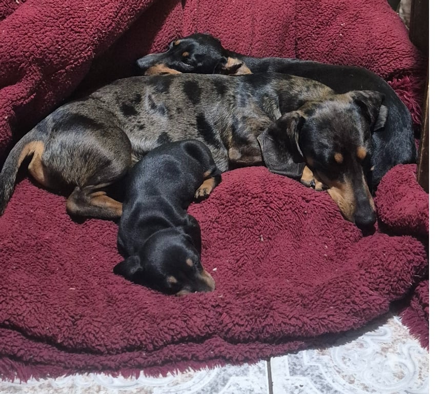 Gatos en Venta Valparaíso Viña del Mar - Fotos de Cachorros Salchichas