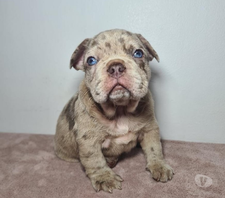 Gatos en Venta Cordillera Pirque - Fotos de Cachorro bulldog francés Isabella at merle