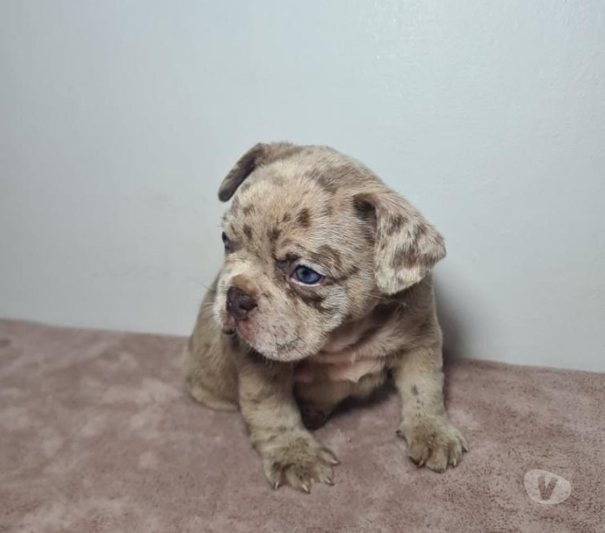 Gatos en Venta Cordillera Pirque - Fotos de Cachorro bulldog francés Isabella at merle