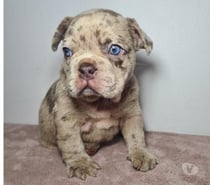 Cachorro bulldog francés Isabella at merle