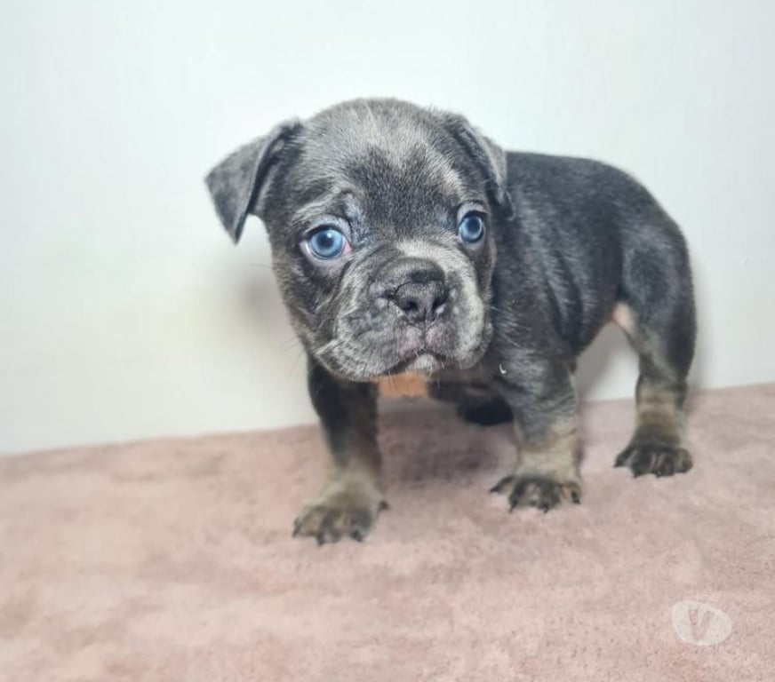 Gatos en Venta Cordillera Pirque - Fotos de Bulldog frances blue at