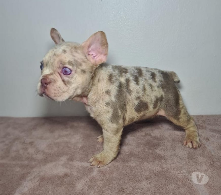 Gatos en Venta Cordillera Pirque - Fotos de Cachorra bulldog frances Isabella at merle