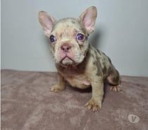 Cachorra bulldog frances Isabella at merle