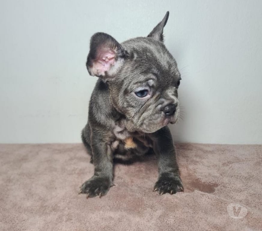 Gatos en Venta Cordillera Pirque - Fotos de Bulldog frances blue at