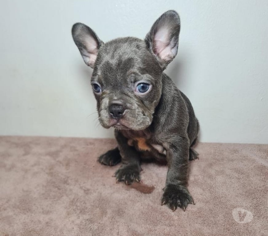 Gatos en Venta Cordillera Pirque - Fotos de Bulldog frances blue at