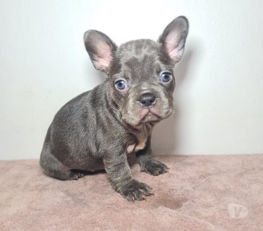 Gatos en Venta Cordillera Pirque - Fotos de Bulldog frances blue at