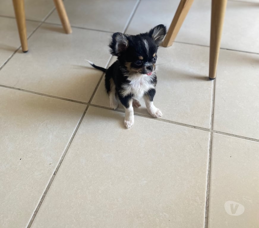 Gatos en Venta Santiago Estación Central - Fotos de Chihuahua cabeza de manzana