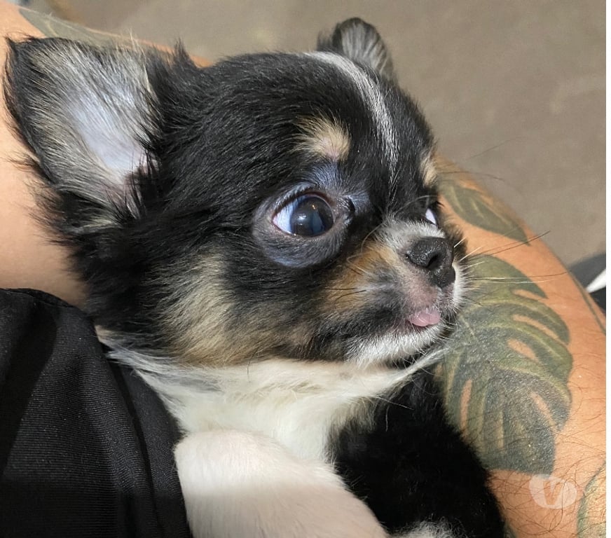 Gatos en Venta Santiago Estación Central - Fotos de Chihuahua cabeza de manzana