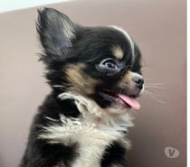 Chihuahua cabeza de manzana