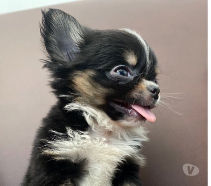 Mascotas en Venta Estación Central Santiago - Fotos de Chihuahua cabeza de manzana