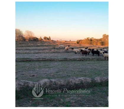 Inmobiliaria Linares Linares - Fotos de ¡Oportunidad! Se vende Campo de 15 Hectáreas en Parral