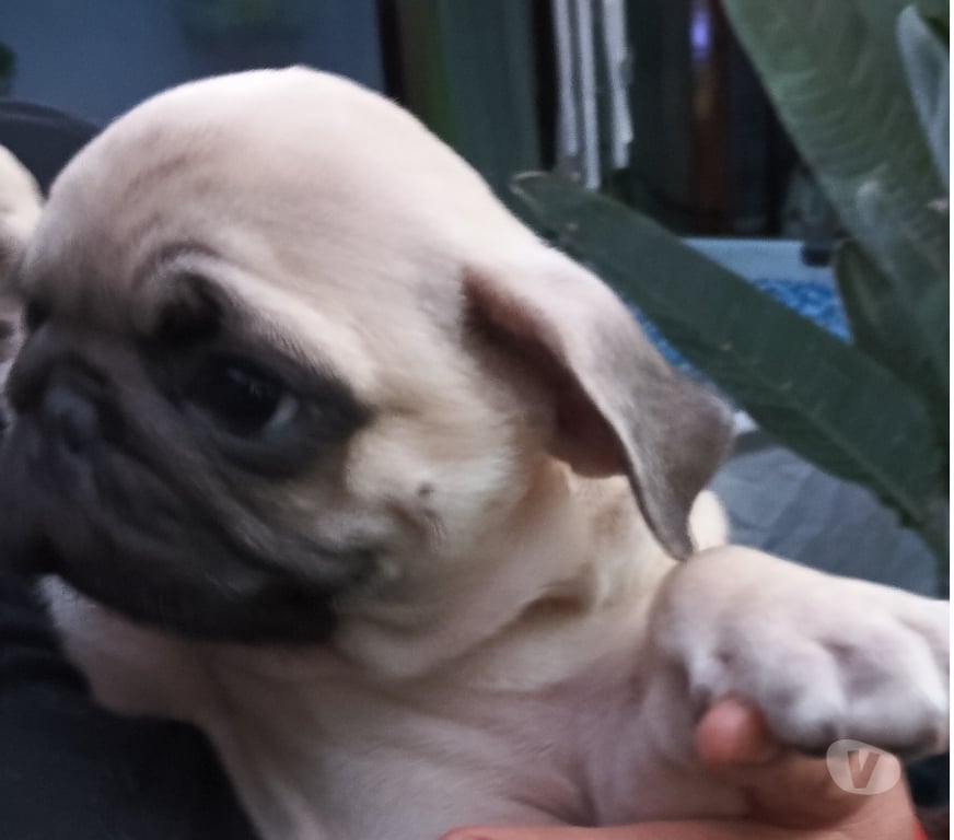Gatos en Venta Santiago Macul - Fotos de Cachorros pug 2 meses y medio