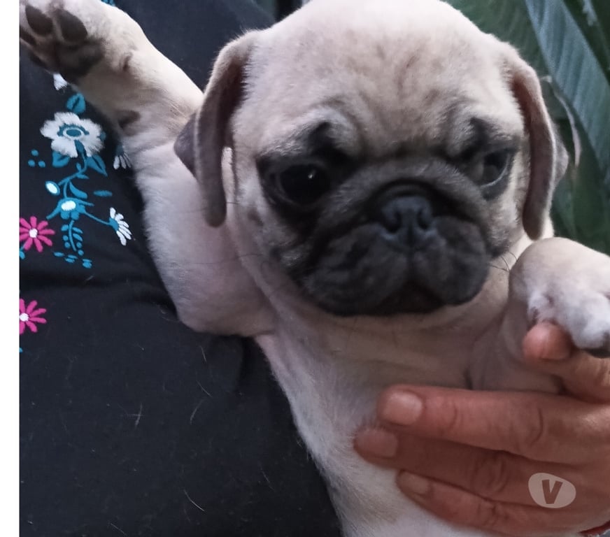 Gatos en Venta Santiago Macul - Fotos de Cachorros pug 2 meses y medio