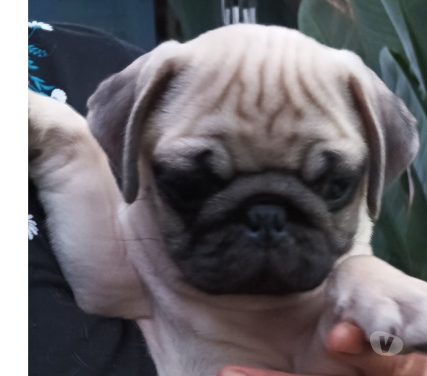 Gatos en Venta Santiago Macul - Fotos de Cachorros pug 2 meses y medio
